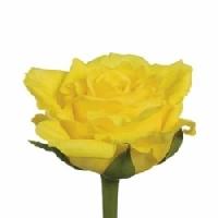 leonessa yellow roses