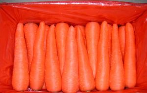 fresh carrot