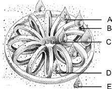 Polypropylene Tellerette ,Tellerette