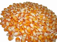 Yellow Corn (maize)