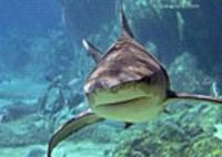 Shark Cartilage Powder