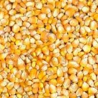 Indian Yellow Maize, Corn