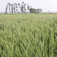 Low Tillage Wheat