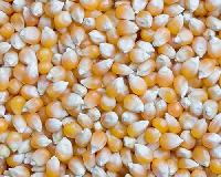 yellow maize