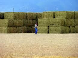 Animal Feed, Alfalfa Hay Bales