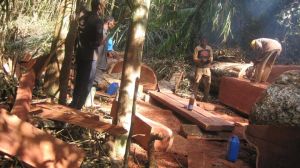 Spruce Logs, Walnut Logs, Beech Logs