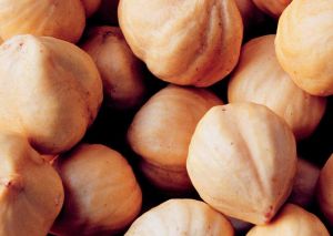 Hazel Nut