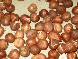 Organic Roasted Hazelnut