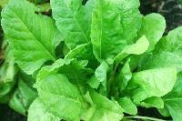 Fresh Leafy Vegetables