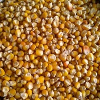 Corn ,Yellow Maize