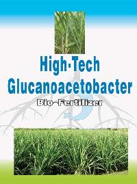 High Tech Glucanoacetobacter