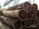 Azobe,Teak Logs, Lumber Wood