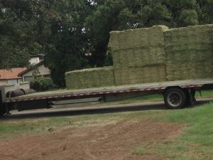 Alfalfa Hay,  Shelf Life : 6 Months, 1 Year, 2 Year