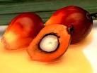 palm oil palm oil