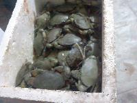 Live Mud Crab