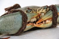 Live Mud Crab
