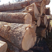 Hardwood, Lumber, Logs