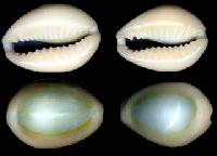 White Cowrie Shell