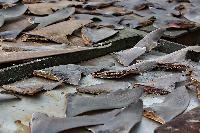 dried black shark fins