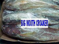 Big Mouth Croaker