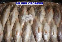 Croaker Fish CF-02