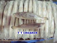 Croaker Fish CF-03