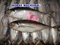 Horse Mackerel  HM-01
