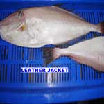 Leather Jacket Fish
