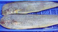 Mahi Fish