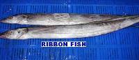 Ribbon Fish RF-02