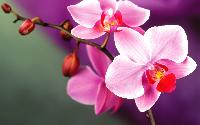 orchids flowers