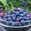 Blueberry Anthocyanin