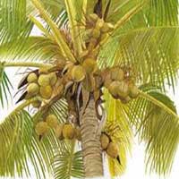 coconut plant