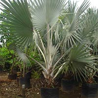 Bismarckia Palm Plants