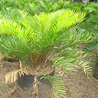 Zamia Floridana Plants