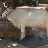 Khurana Dairy Farm in Bhiwani - Retailer of Murrah Buffalo & Pure Desi ...