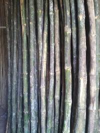 Farasmani Bunda Konkan Bamboo