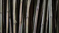 Khacra Bamboo Konkan Bamboo