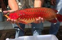 Asian Red, Rtg, Super Red, Chili Red, Golden X Back,Dragon Red Arowanas
