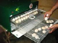 Parrot Eggs