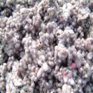 Cotton Seed Waste