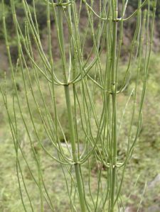 Horsetail Extract Horsetail Extract