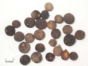 Synephrine Synephrine