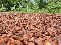 cocoa dried beans