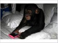 Baby Chimpanzee Baby Chimpanzee