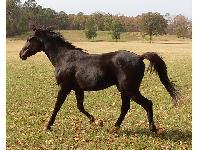 Beautiful Arabian Gelding Horse