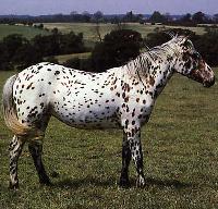 Leopard Appaloosa Horse