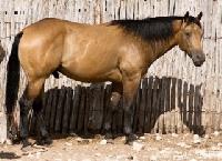 Quarter Horse Stallions