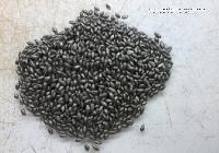 Pasture Seed Coating Of Brachiaria Decumbens Cv. Basilisk