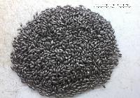 Pasture Seed Coating Of Brachiaria Ruziziensis Cv. Ruziziensis